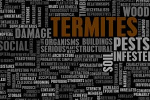 Cost of Termite Control