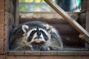 Professional Raccoon Removal