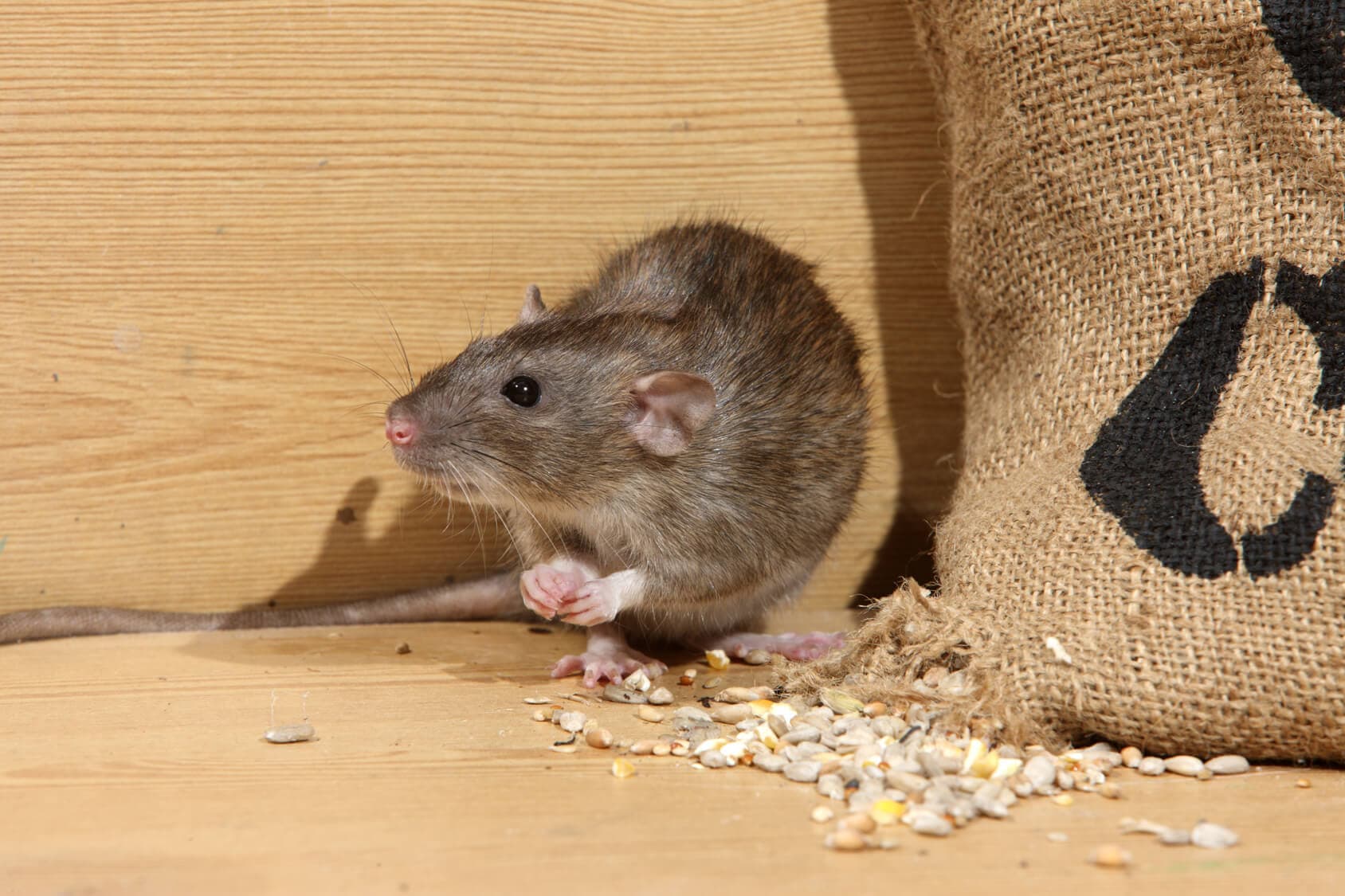 rodent control services Sandy Springs