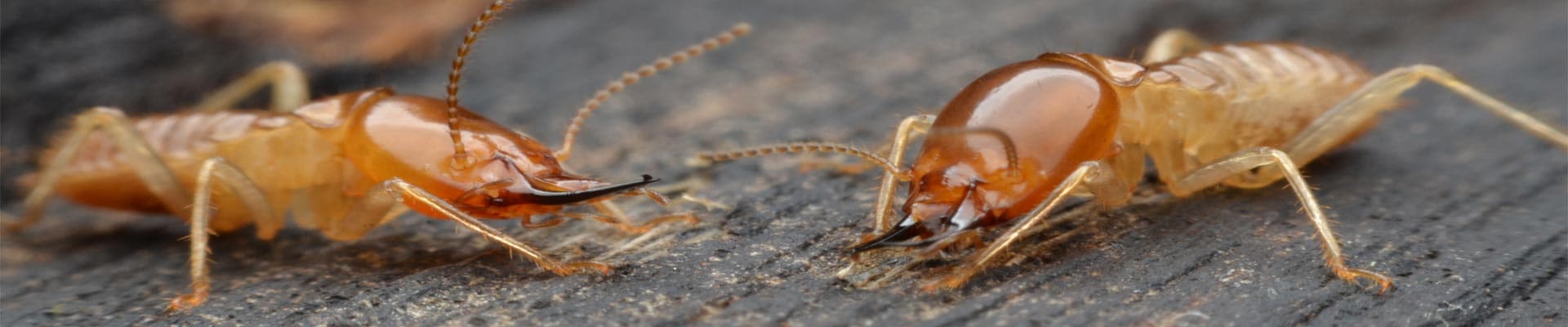 Termite Control Duluth