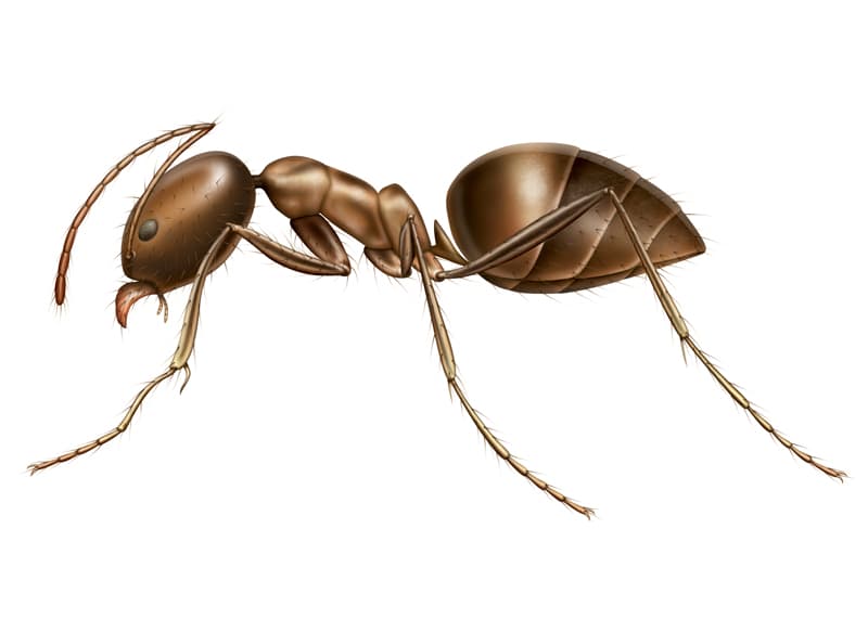 Argentine Ant