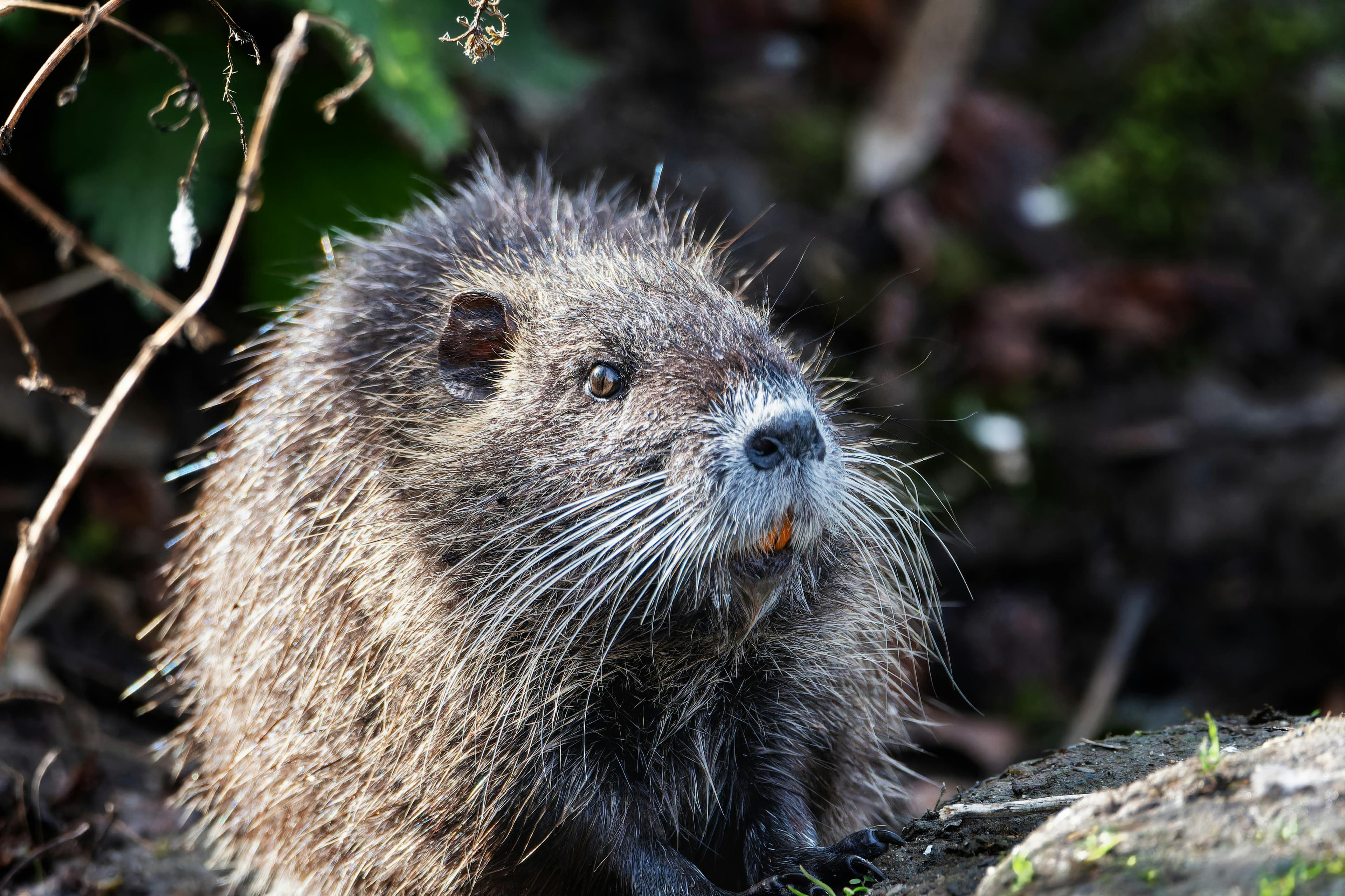 Beavers