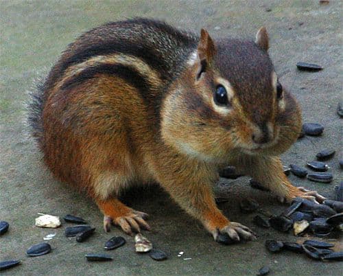 Chipmunk