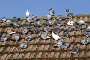 atlanta humane bird control